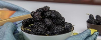 ​桑葚可以用高粱酒泡吗