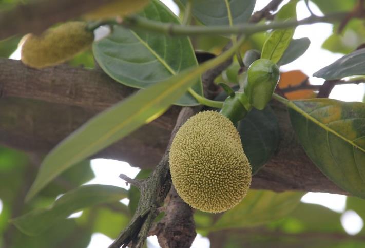 菠萝蜜籽可以吃吗?菠萝蜜籽怎么吃 菠萝蜜籽可以吃吗?菠萝蜜籽怎么吃