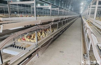 ​延边州最大养鹅基地带动边境村共同致富