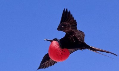 ​世界上最快的鸟叫什么名字（鸟类中什么鸟飞得速度最快）