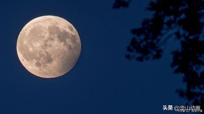 ​“玉兔捣药”的故事