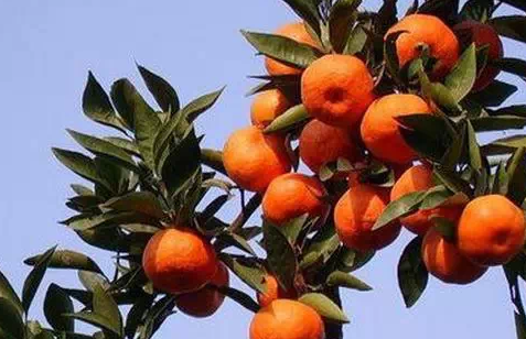 达州美食小吃,高州特产小吃有哪些图4