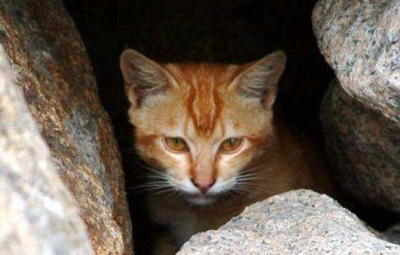 牛顿发明了什么,牛顿发明了什么图6