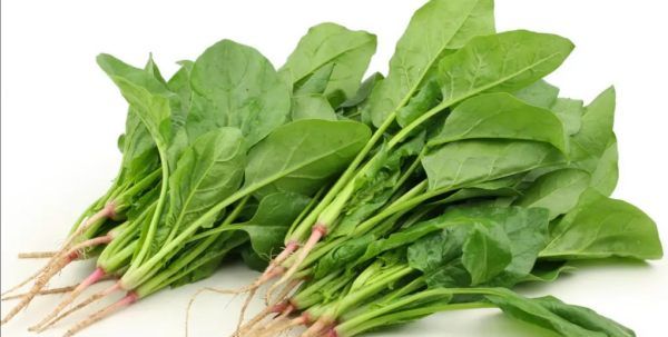 吃菠菜有什么好处,吃菠菜对身体有什么好处和坏处图5