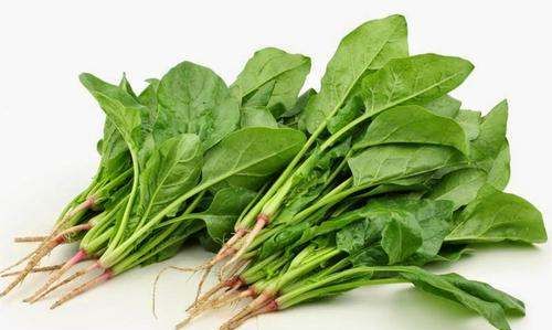 吃菠菜有什么好处,吃菠菜对身体有什么好处和坏处图3