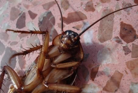 蟑螂有几只脚 这样子.4只还是6只脚