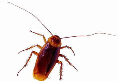 蟑螂有多少只脚,蟑螂有几条腿正确答案