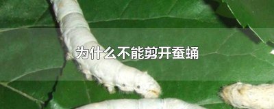 剪出来的蚕蛹怎么保存 剪开蚕茧的蚕蛹怎么养才能存活