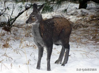《亚洲-海陆空之陆》它生性胆怯且孤独!“马麝”