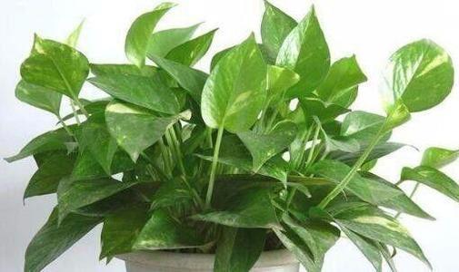 绿萝多久浇一次水 绿萝的施肥方法