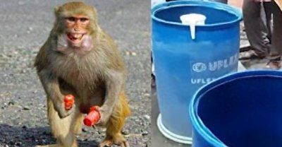 ​印度爆发“人猴大战”，2月大婴儿被群猴淹死，猴子为何恨人类？