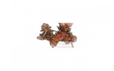 ​核桃花的功效与作用