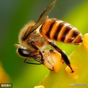 ​什么是岩蜂蜜，带家人去山里看看