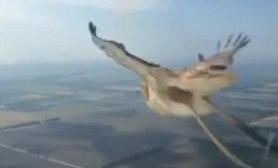 ​飞行员意外拍下飞机撞鸟罕见画面：鸟儿瞬间殒命、窗上满是血液