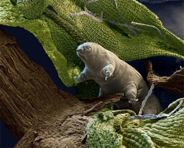 ​地表最强生物！不怕高温不怕冰冻的生命奇迹水熊虫，天敌只有人？