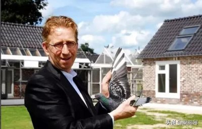 ​杰出的赛鸽家考夫曼经典配对