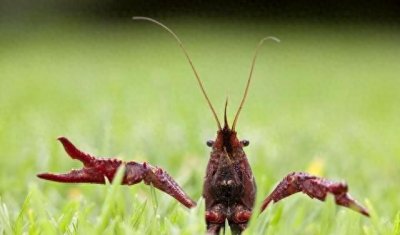 ​10大最丢脸入侵物种，千里迢迢来到中国，却被咱们吃成濒危