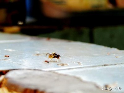 ​绕口令超级难（最长绕口令爆炸来袭咯）