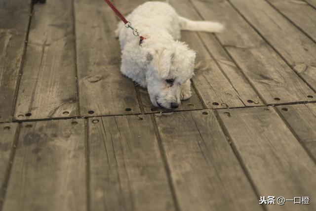 绕口令超级难(最长绕口令爆炸来袭咯)(3)