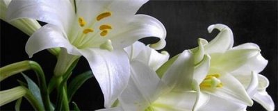 ​家庭盆栽百合花怎么养（盆栽百合花的养护方法）