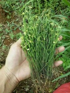 ​农村有一种野草名叫“独脚金”，非常的稀少，城里几百元一斤收购