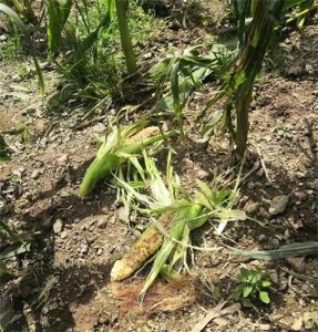 ​说说当下严重泛滥的獾子