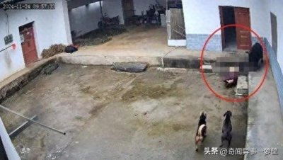 ​老人被野猪袭击身亡，有效防护野猪袭击的办法