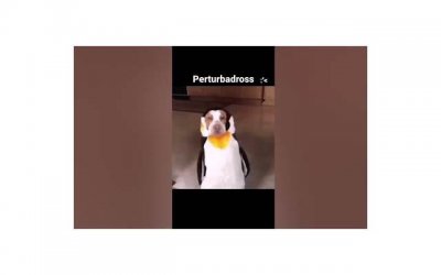 ​小孩把别人弄伤了怎样道歉？别着急道歉，用好这六步法