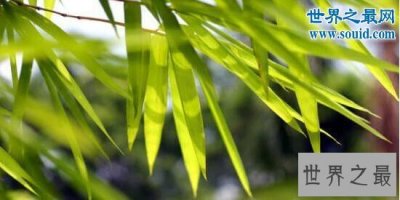 ​武侠小说十大暗器，都是随处可见的小物体