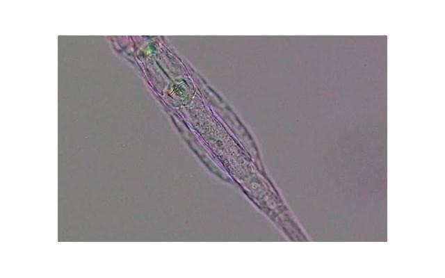 奥特曼贝利亚（年轻时的贝利亚还挺帅）