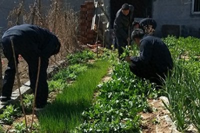 ​老汉私自种700多棵罂粟幼苗  竟是为了当青菜吃