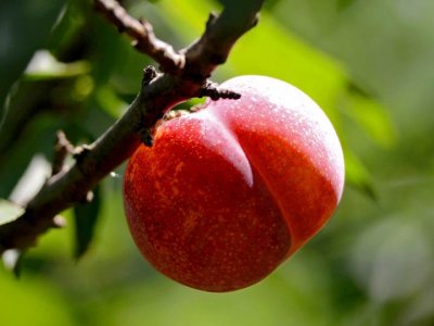 ​可以吸的李子，西施最爱的桐乡槜李熟了，错过等一年