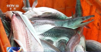 鱼鲞鲜 甜晒鱼 这些年味大餐制作中