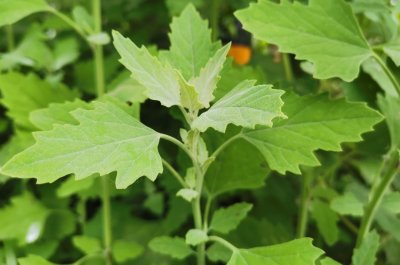 ​「救荒灰条菜」灾年可果腹，如今为佳肴