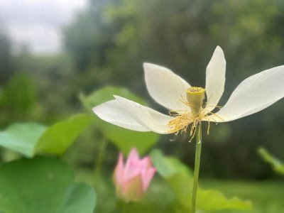 ​信佛和有佛心二者行的是不同的道儿