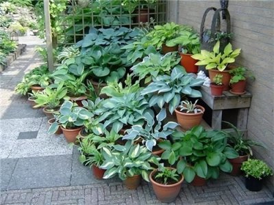 ​特别能吃土的4种花，每年都得换新土，不换土长势不旺不开花