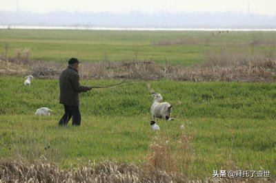​养羊怎么赚钱，在农村养殖再也不用害怕了