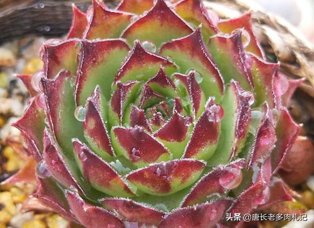 多肉观音莲的养殖方法(多肉观音莲和法师看似不沾边)(6)