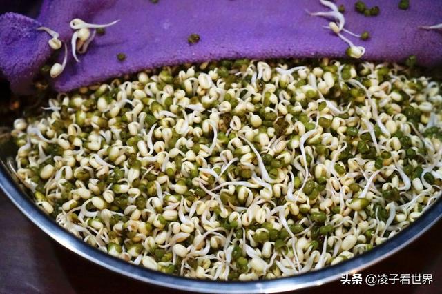 发豆芽方法与步骤(教你一分钟学会发豆芽)(5)
