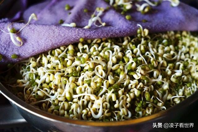 发豆芽方法与步骤(教你一分钟学会发豆芽)(6)