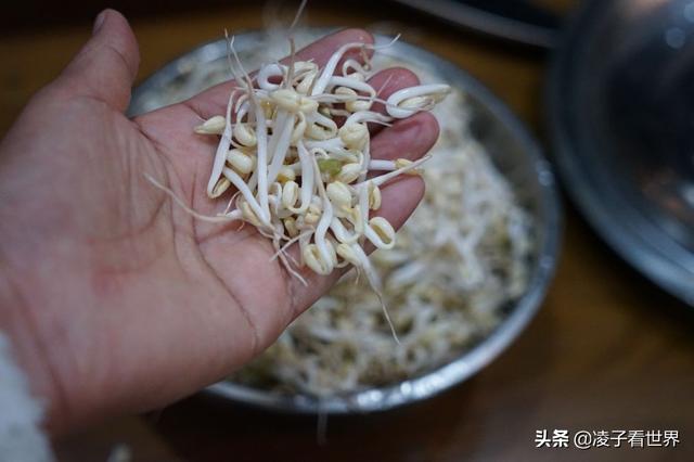 发豆芽方法与步骤(教你一分钟学会发豆芽)(2)