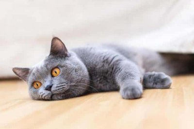 ​猫发出呼噜声是为什么（猫为什么发出呼噜呼噜的声音）